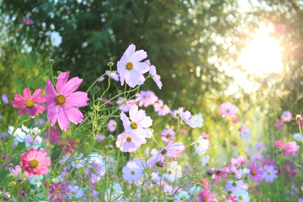 Spring Equinox Celebrations