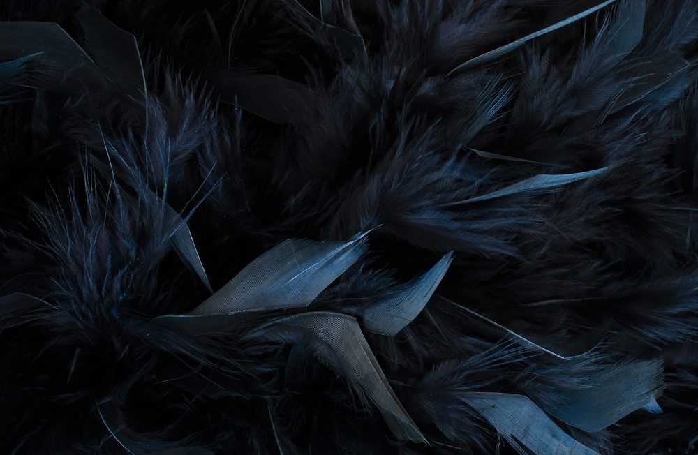 What do black feathers mean?