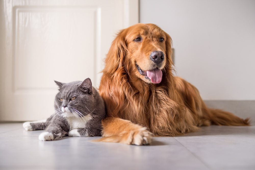 3 Signs Your Pet Is Watching Over You