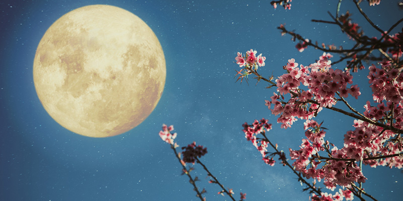 What Is The Flower Moon?